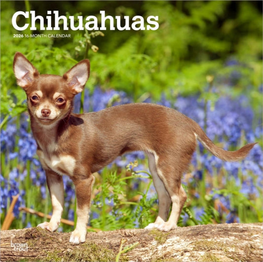 Chihuahuas 2026 Square Flap Calendar