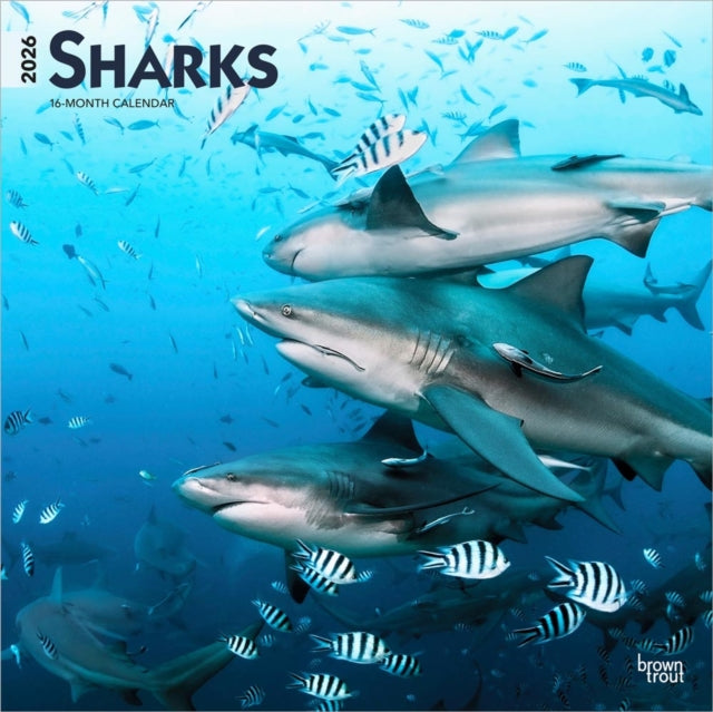 Sharks 2026 Square Flap Calendar