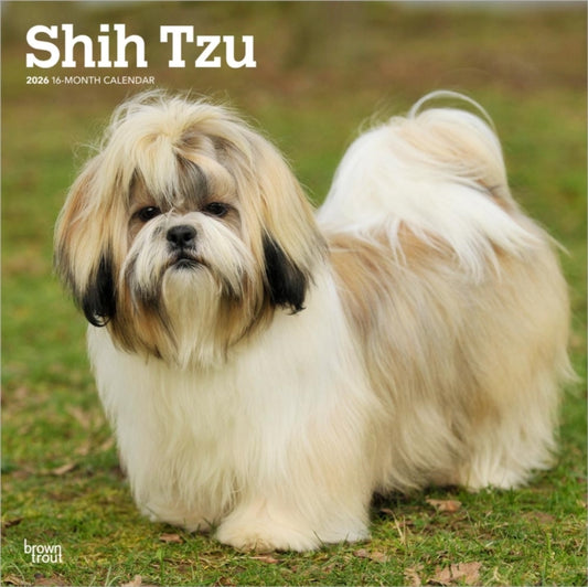 Shih Tzu 2026 Square Flap Calendar