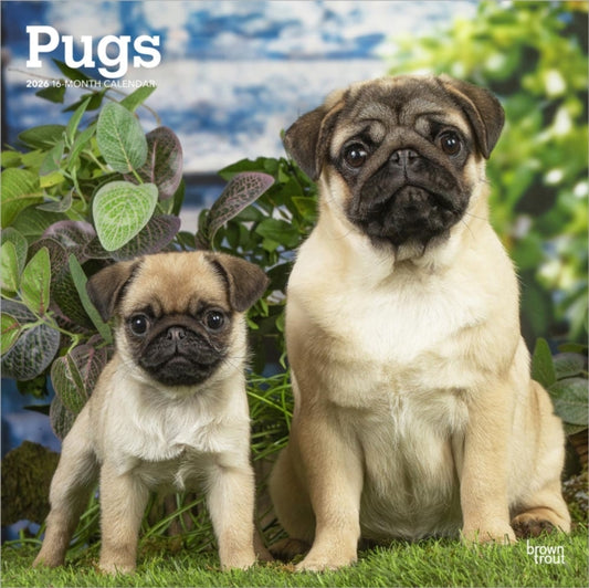 Pugs 2026 Square Flap Calendar