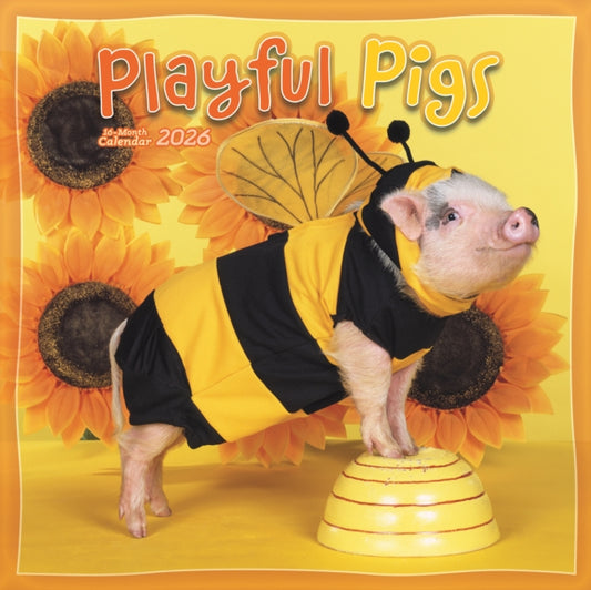 Pigs Playful Square Wall Sunday Start Ca