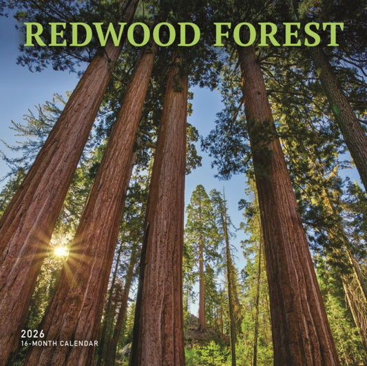 Redwood Forest Square Wall Sunday Start
