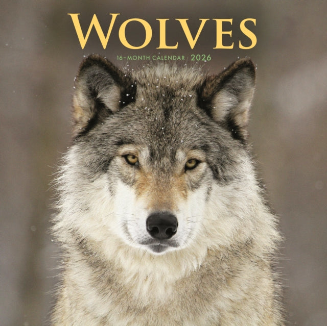 Wolves Square Wall Sunday Start Calendar