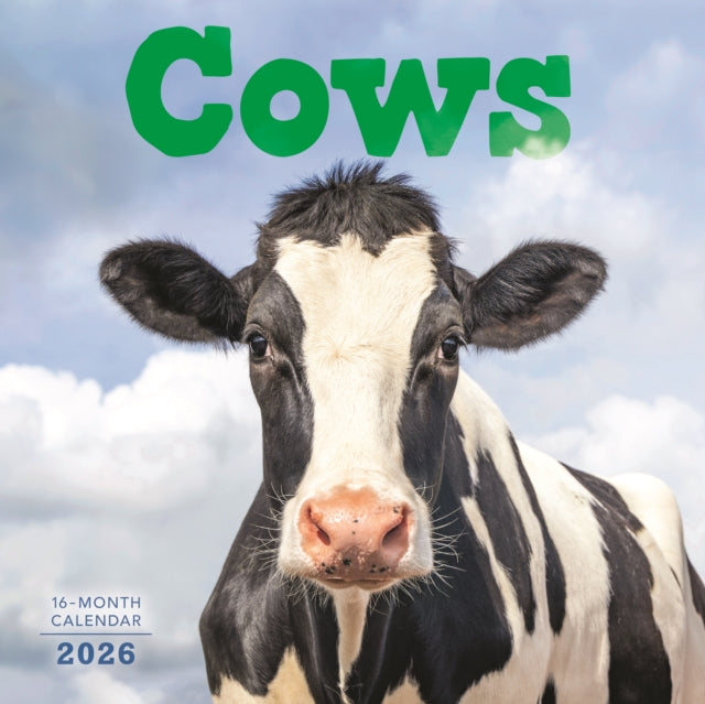 Cows Square Wall Sunday Start Calendar 2
