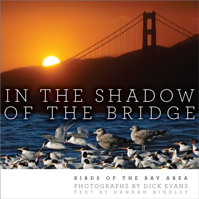 In the Shadow of the Bridge: Birds of the Bay Area
