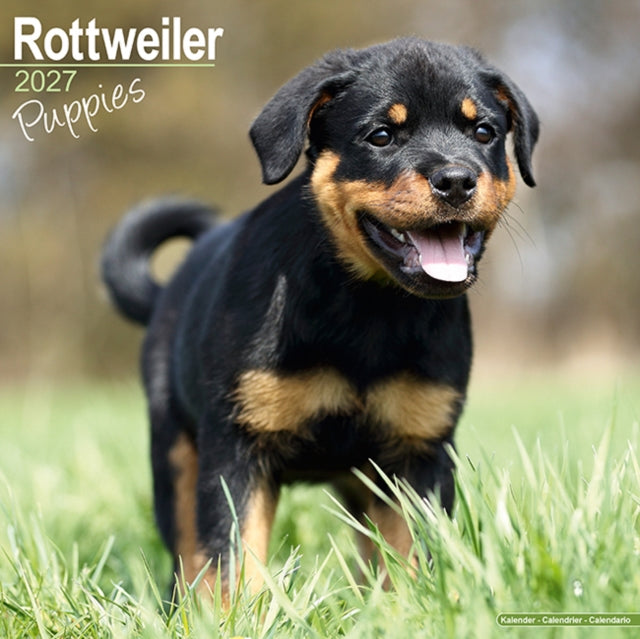 Rottweiler Puppies
