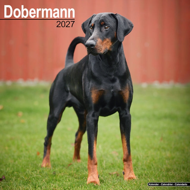 Dobermann Euro