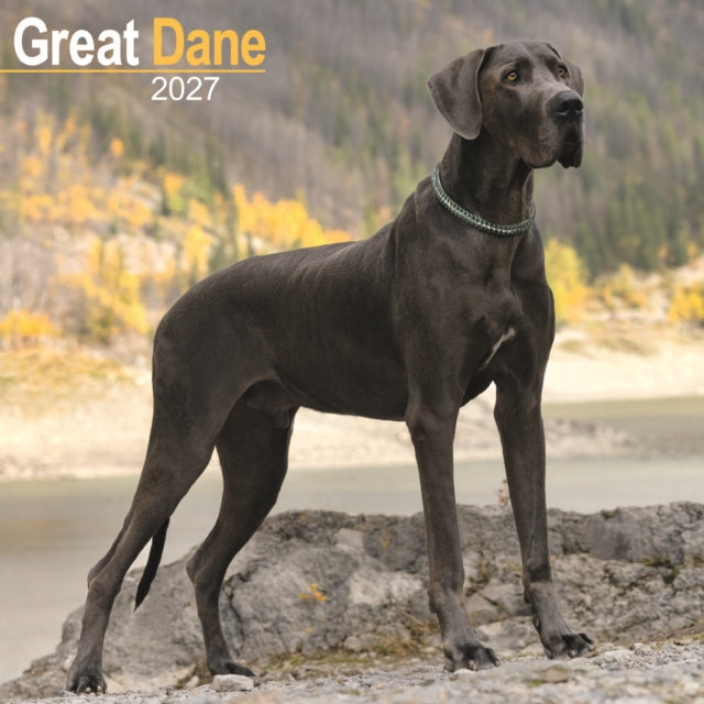 Great Dane Euro