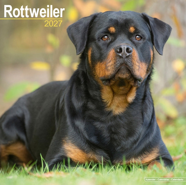 Rottweiler