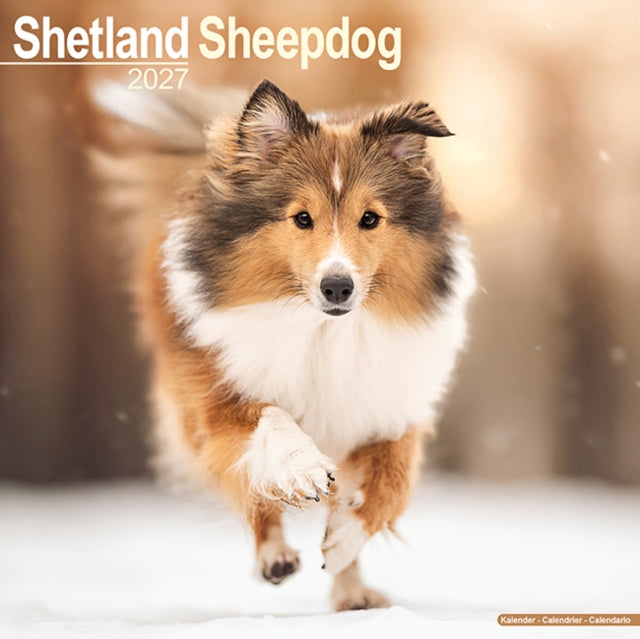 Shetland Sheepdog