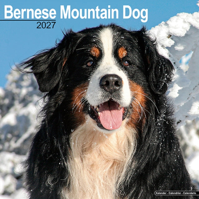Bernese Mountain Dog