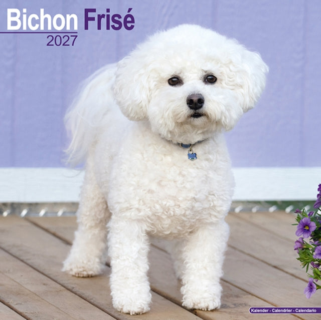 Bichon Frise