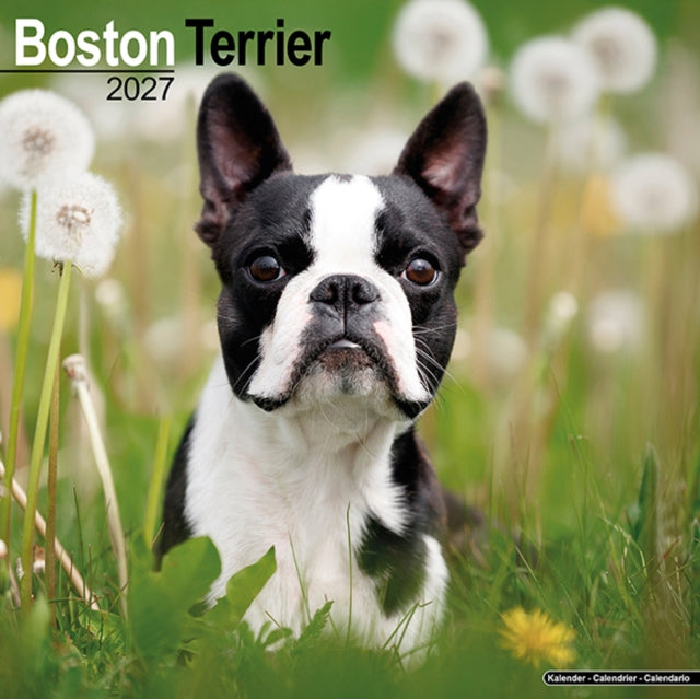 Boston Terrier