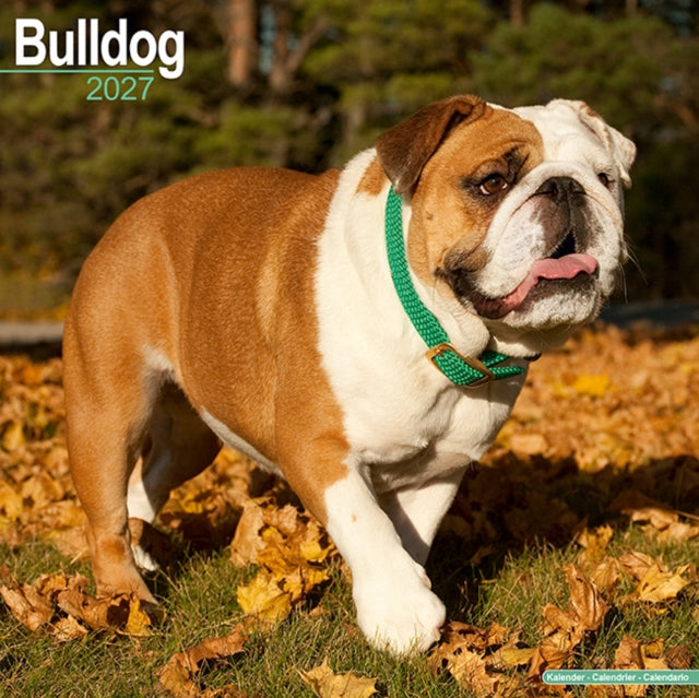 Bulldog