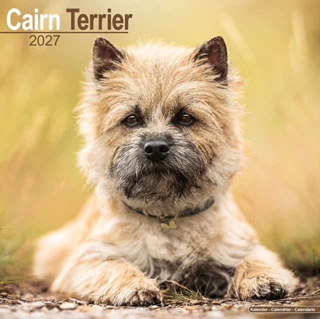 Cairn Terrier