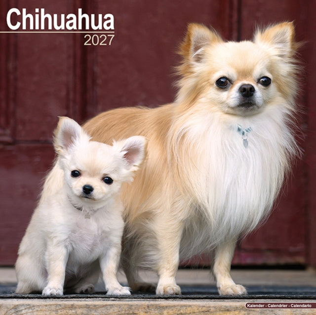 Chihuahua