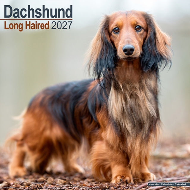 Longhaired Dachshund