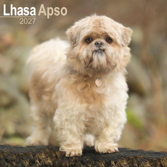 Lhasa Apso