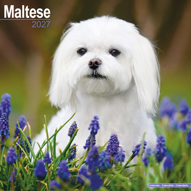 Maltese