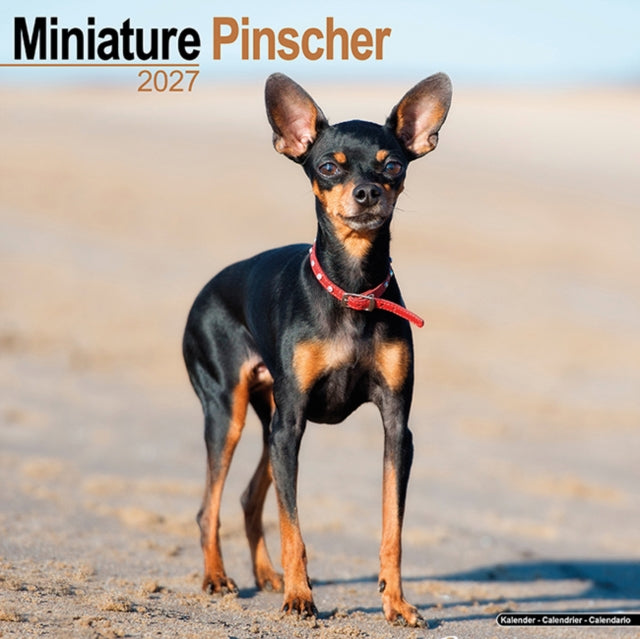 Miniature Pinscher