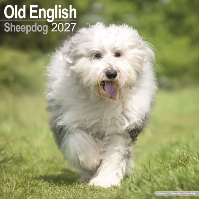 Old English Sheepdog