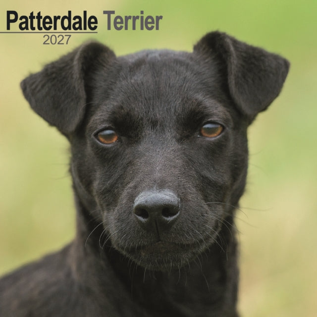 Patterdale Terrier