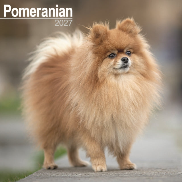 Pomeranian
