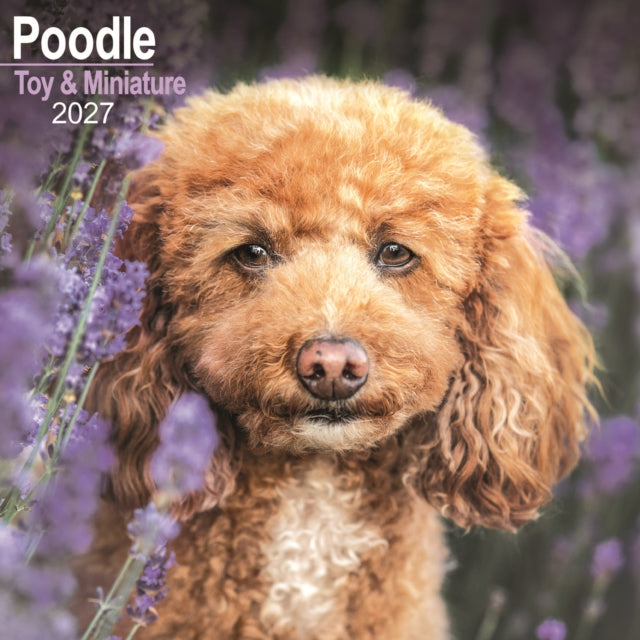 Poodle Toy Miniature