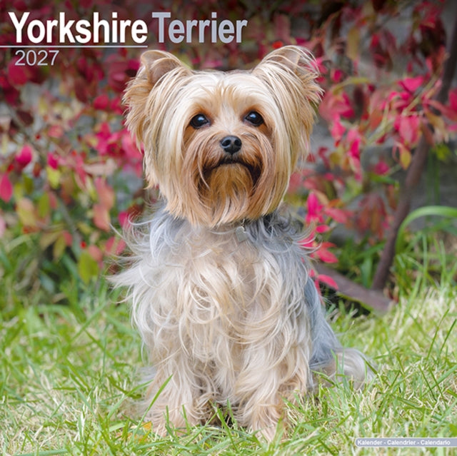 Yorkshire Terrier