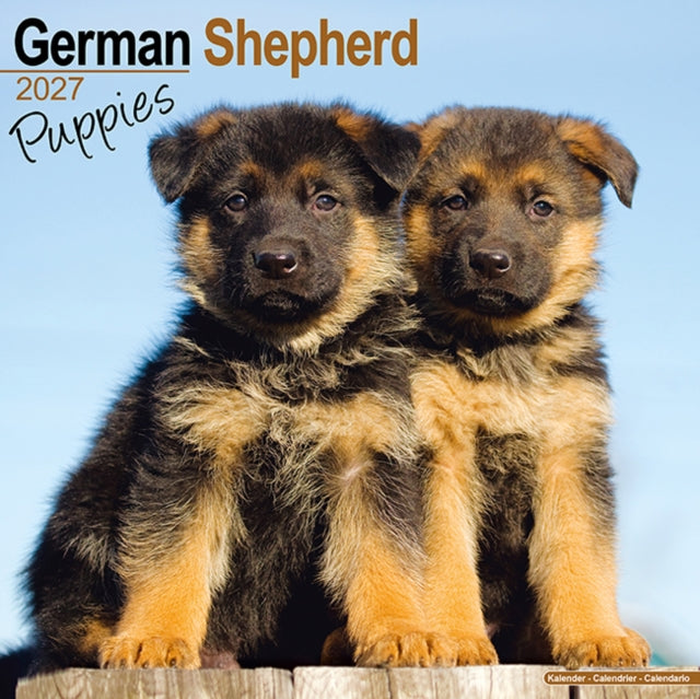 German Shepherd Puppies