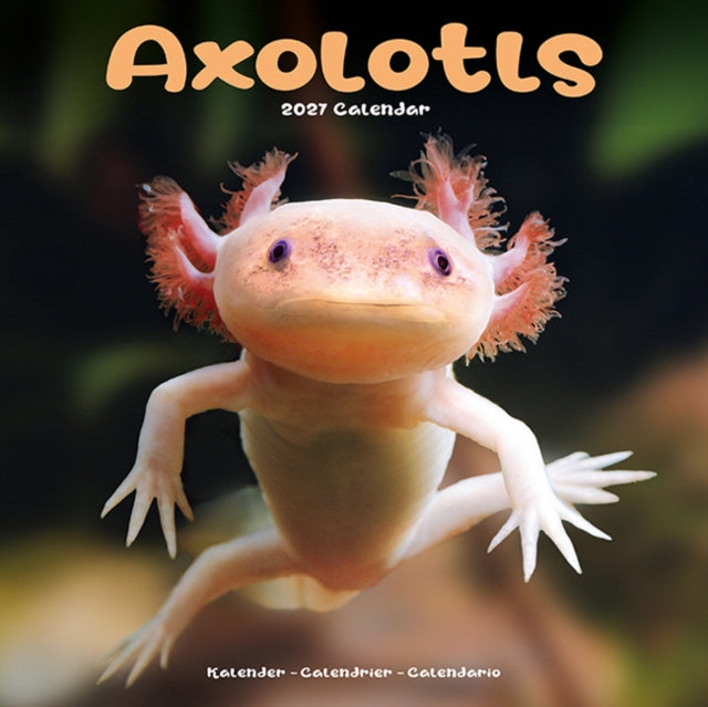 Axolotls
