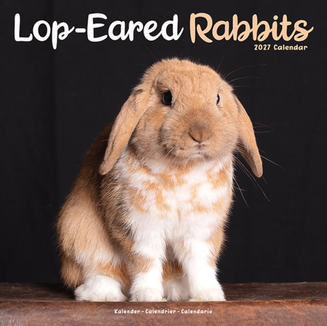 Rabbits Lop Eared