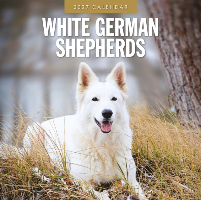 White German Shepherds 2027 Square Wall Calendar cover