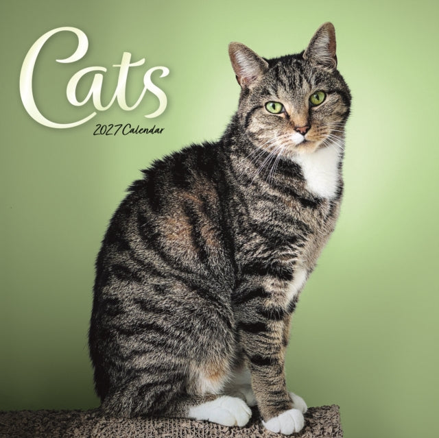 Cats Wiro Wall cover