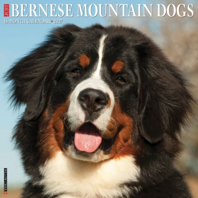 Bernese Mountain Dogs 2027 Wall cover