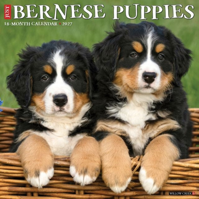 Bernese Mountain Puppies 2027 Wall cover