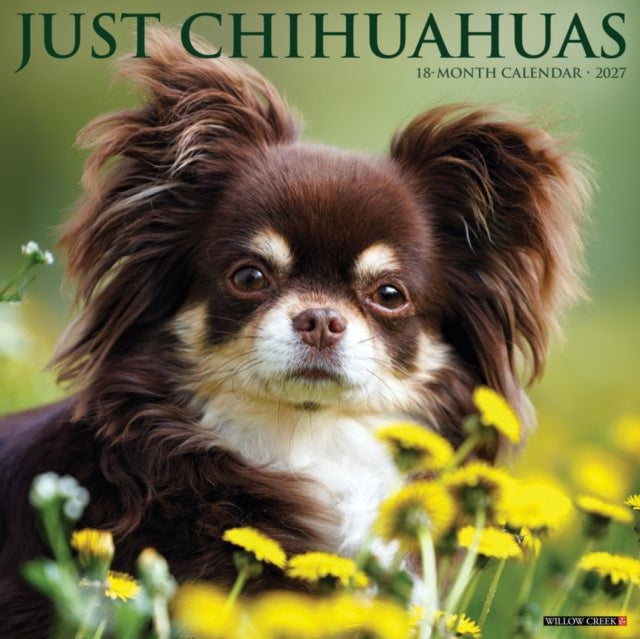 Chihuahuas 2027 Wall cover