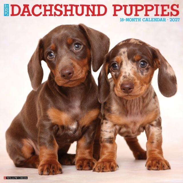 Dachshund Puppies 2027 Wall cover