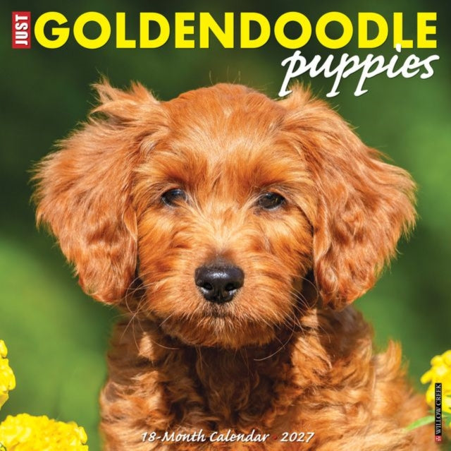 Goldendoodle Puppies 2027 Wall cover