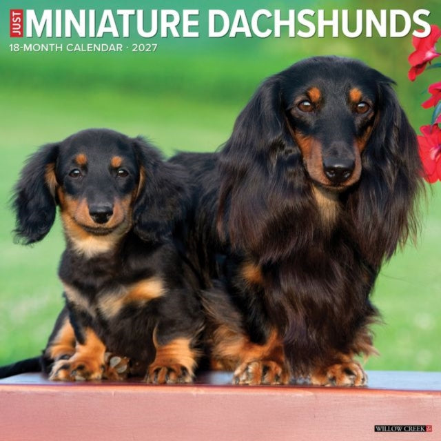 Miniature Dachshunds 2027 Wall cover