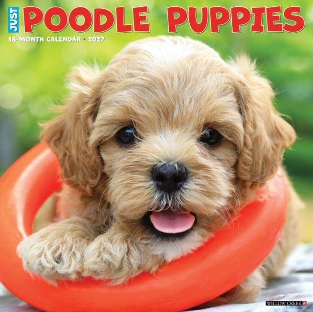 Poodle Puppies 2027 Wall cover