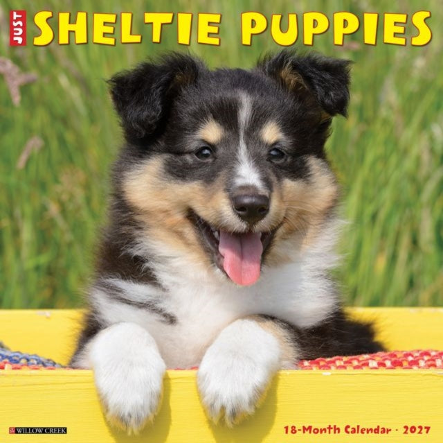 Sheltie Puppies 2027 Wall cover