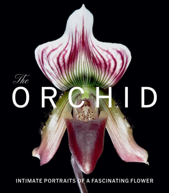 The Orchid cover