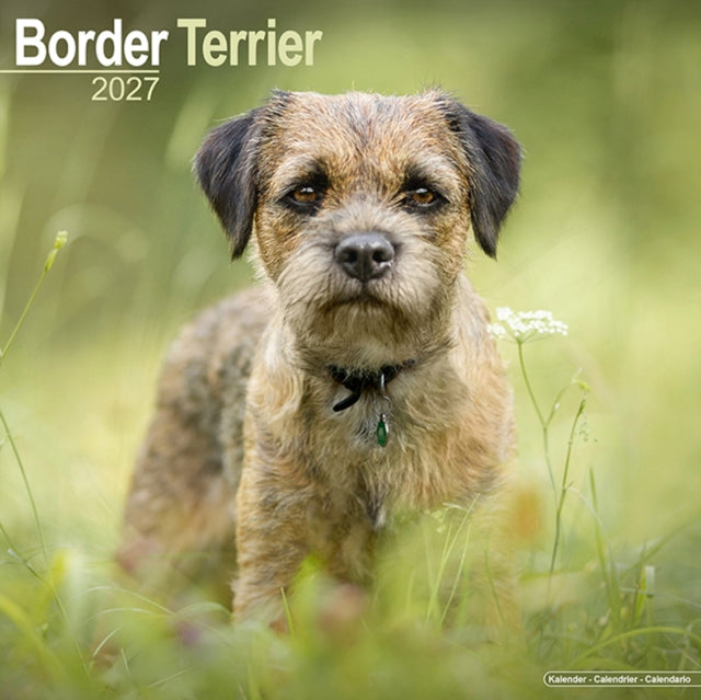 Border Terrier Wall cover