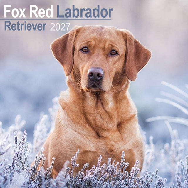 Labrador Retriever Fox Red Wall cover