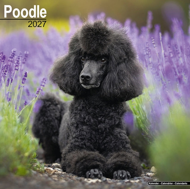 Poodle Wall cover
