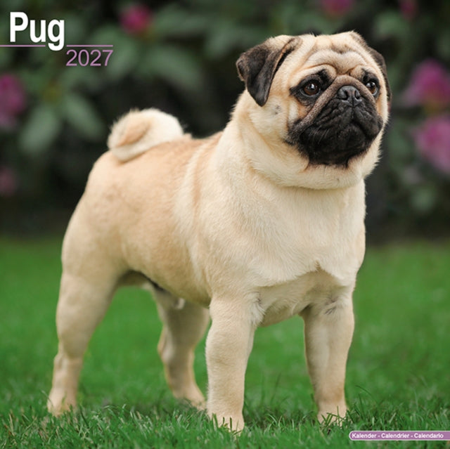 Pug Wall cover