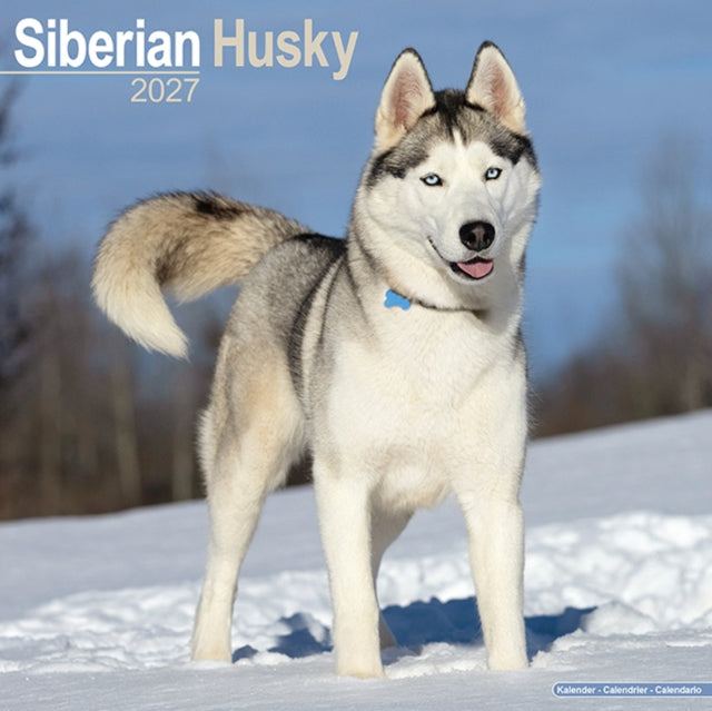 Siberian Husky Wall cover