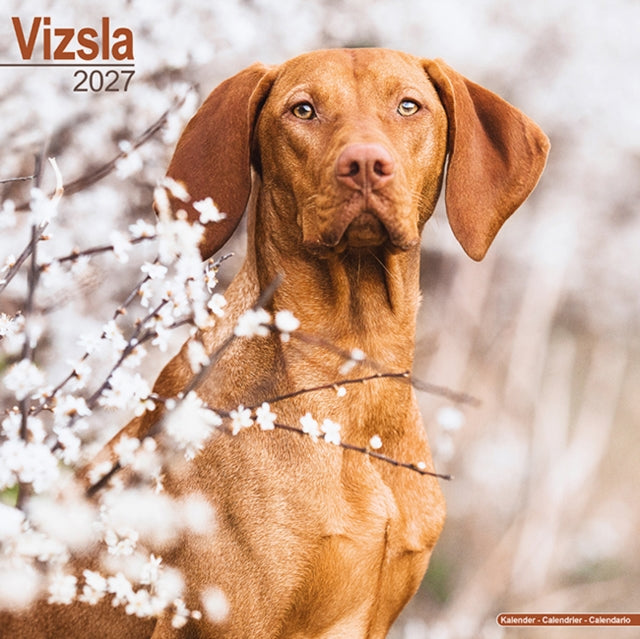 Vizsla Wall cover