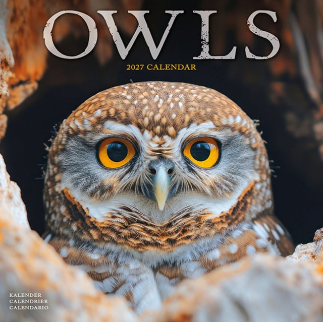 Owls W / AVONSI cover